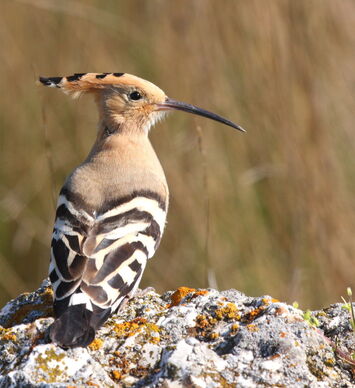 Birdwatching in Sagres