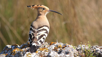 Birdwatching in Sagres